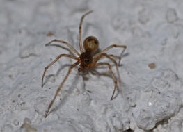 Steatoda triangulosa / Ohne deutschen Namen / Kugelspinnen (Haubennetzspinnen) - Theridiidae / Ordnung: Webspinnen - Araneae