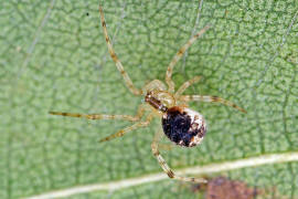 Theridion varians / Ohne deutschen Namen / Haubennetzspinnen - Theridiidae / berfamilie: Radnetzspinnen - Araneoidea / Ordnung: Webspinnen - Araneae