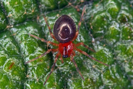 Trematocephalus cristatus / Ohne deutschen Namen / Baldachinspinnen - Linyphiidae / Ordnung: Webspinnen - Araneae