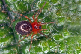 Trematocephalus cristatus / Ohne deutschen Namen / Baldachinspinnen - Linyphiidae / Ordnung: Webspinnen - Araneae