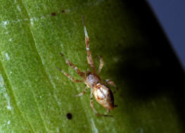 Uloborus plumipes / Gewchshaus-Federfuspinne / Kruselradnetzspinnen - Uloboridae