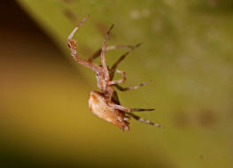 Uloborus plumipes / Gewchshaus-Federfuspinne / Kruselradnetzspinnen - Uloboridae