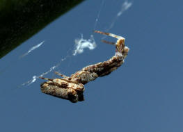 Uloborus plumipes / Gewchshaus-Federfuspinne / Kruselradnetzspinnen - Uloboridae