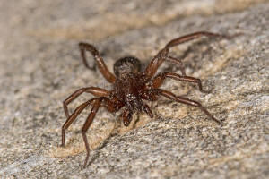 Zelotes tenuis (L. Koch, 1866) / Gnaphosidae - Glattbauchspinnen (=Plattbauchspinnen)