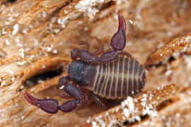 Pseudoskorpion, Allochernes?