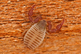 Pseudoskorpion