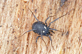 Nemastoma lugubre / stlicher Silberfleckkanker / Fadenkanker - Nemastomatidae / Ordnung: Weberknechte - Opiliones (im Foto ist links noch eine kleine Hornmilbe zu sehen)