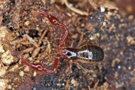 Neobisium spec. / "Moosskorpion" / Neobisiidae / Klasse: Spinnentiere - Arachnida / Ordnung: Pseudoskorpione - Pseudoscorpiones