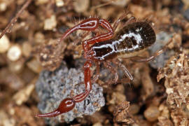 Neobisium spec. / "Moosskorpion" / Neobisiidae / Klasse: Spinnentiere - Arachnida / Ordnung: Pseudoskorpione - Pseudoscorpiones