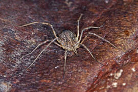 Odiellus spinosus / Groer Sattelkanker / Schneider - Phalangiidae / Ordnung: Opiliones (Weberknechte)