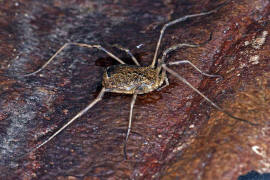 Odiellus spinosus / Groer Sattelkanker / Schneider - Phalangiidae / Ordnung: Opiliones (Weberknechte)