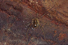 Odiellus spinosus / Groer Sattelkanker / Schneider - Phalangiidae / Ordnung: Opiliones (Weberknechte)