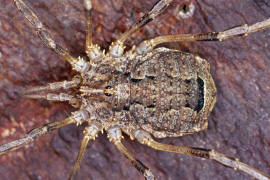 Odiellus spinosus / Groer Sattelkanker / Schneider - Phalangiidae / Ordnung: Opiliones (Weberknechte)