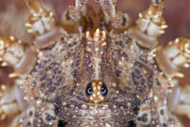 Odiellus spinosus / Groer Sattelkanker / Schneider - Phalangiidae / Ordnung: Opiliones (Weberknechte)