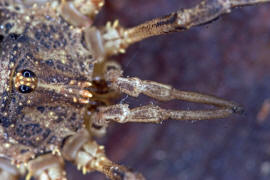 Odiellus spinosus / Groer Sattelkanker / Schneider - Phalangiidae / Ordnung: Opiliones (Weberknechte)