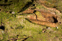 Opilio canestrinii / Weberknecht / Echte Weberknechte - Phalangiidae / Ordnung: Weberknechte - Opiliones