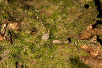 Opilio canestrinii / Weberknecht / Echte Weberknechte - Phalangiidae / Ordnung: Weberknechte - Opiliones