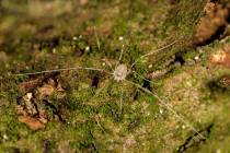 Opilio canestrinii / Weberknecht / Echte Weberknechte - Phalangiidae / Ordnung: Weberknechte - Opiliones