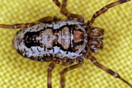 Platybunus bucephalus / Gebirgsgroauge / Echte Weberknechte - Phalangiidae / Ordnung: Weberknechte - Opiliones