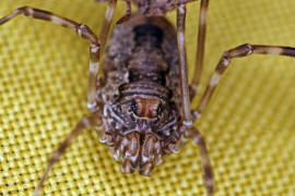 Platybunus bucephalus / Gebirgsgroauge / Echte Weberknechte - Phalangiidae / Ordnung: Weberknechte - Opiliones