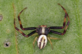 Misumena vatia / Vernderliche Krabbenspinne (Mnnchen) / Familie: Krabbenspinnen - Thomisidae / Ordnung: Webspinnen - Araneae