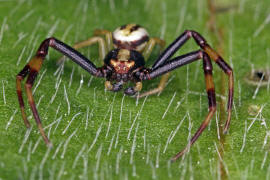 Misumena vatia / Veränderliche Krabbenspinne (Männchen) / Familie: Krabbenspinnen - Thomisidae / Ordnung: Webspinnen - Araneae