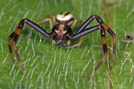 Misumena vatia / Vernderliche Krabbenspinne (Mnnchen) / Familie: Krabbenspinnen - Thomisidae / Ordnung: Webspinnen - Araneae