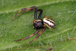 Misumena vatia / Vernderliche Krabbenspinne (Mnnchen) / Familie: Krabbenspinnen - Thomisidae / Ordnung: Webspinnen - Araneae