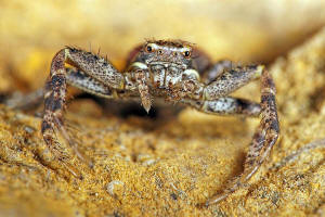 Xysticus lanio / Busch-Krabbenspinne / Wald-Krabbenspinne / Krabbenspinnen - Thomisidae / Ordnung: Webspinnen - Araneae