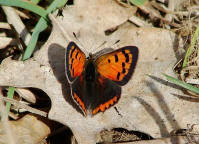 Lycaena phlaeas / Kleiner Feuerfalter / Tagfalter - Blulinge - Lycaenidae