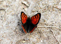 Lycaena phlaeas / Kleiner Feuerfalter / Tagfalter - Blulinge - Lycaenidae