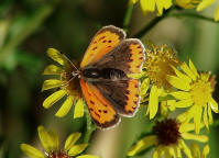 Lycaena phlaeas / Kleiner Feuerfalter / Tagfalter - Blulinge - Lycaenidae