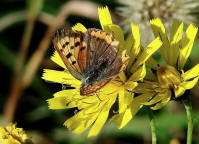 Lycaena phlaeas / Kleiner Feuerfalter / Tagfalter - Blulinge - Lycaenidae