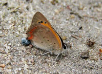 Lycaena phlaeas / Kleiner Feuerfalter / Tagfalter - Blulinge - Lycaenidae