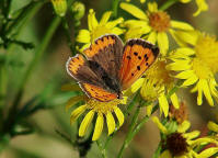 Lycaena phlaeas / Kleiner Feuerfalter / Tagfalter - Blulinge - Lycaenidae