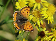 Lycaena phlaeas / Kleiner Feuerfalter / Tagfalter - Blulinge - Lycaenidae