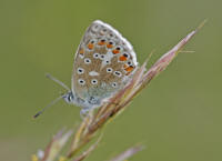 Polyommatus bellargus / Himmelblauer Bluling / Tagfalter - Blulinge - Lycaenidae