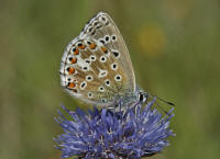 Polyommatus bellargus / Himmelblauer Bluling / Tagfalter - Blulinge - Lycaenidae