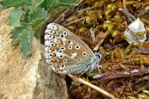 Polyommatus bellargus / Himmelblauer Bluling / Tagfalter - Blulinge - Lycaenidae