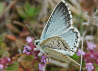 Polyommatus coridon (syn. Lysandra coridon) / Silbergrner Bluling / Tagfalter - Blulinge - Lycaenidae