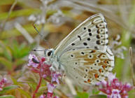 Polyommatus coridon (syn. Lysandra coridon) / Silbergrner Bluling / Tagfalter - Blulinge - Lycaenidae