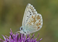 Polyommatus coridon (syn. Lysandra coridon) / Silbergrner Bluling / Tagfalter - Blulinge - Lycaenidae