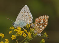 Polyommatus coridon (syn. Lysandra coridon) / Silbergrner Bluling / Tagfalter - Blulinge - Lycaenidae