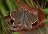 Polyommatus coridon (syn. Lysandra coridon) / Silbergrner Bluling / Tagfalter - Blulinge - Lycaenidae