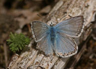 Polyommatus coridon (syn. Lysandra coridon) / Silbergrner Bluling / Tagfalter - Blulinge - Lycaenidae