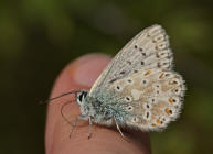 Polyommatus coridon (syn. Lysandra coridon) / Silbergrner Bluling / Tagfalter - Blulinge - Lycaenidae