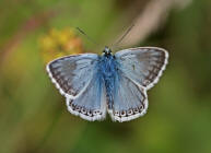 Polyommatus coridon (syn. Lysandra coridon) / Silbergrner Bluling / Tagfalter - Blulinge - Lycaenidae