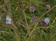 Polyommatus coridon (syn. Lysandra coridon) / Silbergrner Bluling / Tagfalter - Blulinge - Lycaenidae