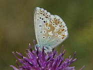 Polyommatus coridon (syn. Lysandra coridon) / Silbergrner Bluling / Tagfalter - Blulinge - Lycaenidae