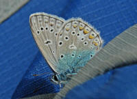 Polyommatus icarus / Hauhechel-Bluling / Gemeiner Bluling / Tagfalter - Blulinge - Lycaenidae